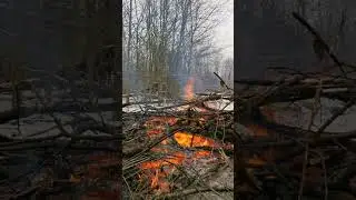 Burning Wet Wood in the Wild Sound