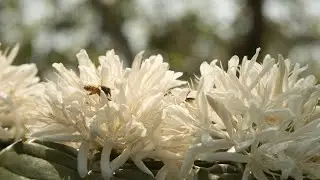 Celebrating Beekeeping: Welcome to Vietnam