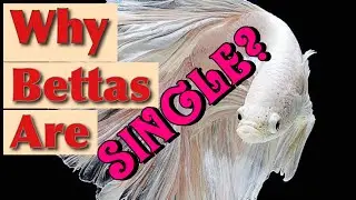 Why Does a Betta Needs Separate Tank Setup?!!
