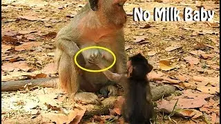 BIG REQUEST...! BAD MOM JADE USE EYE FOR WARNING TO REJECT MILK | JAYDEN JUST ONLY TOUCH BUT NO MILK
