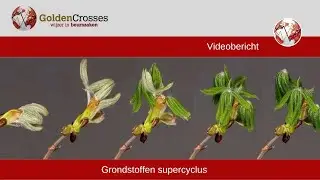 Grondstoffen supercyclus. Worden grondstoffen de beste beleggingscategorie? | Golden Crosses