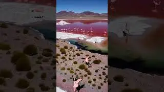 Larnaca Salt Lake, Cyprus &mdash; Dancing Flamingos #hiddenearth #natureshorts