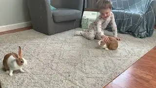 Are these Golden Dutch Bunnies the most playful breed of rabbit?