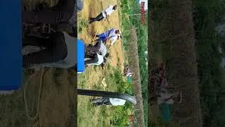 Haveri hori  Habba / Bull Training for 2024 / Krishnagiri Erudhukattu / Jallikattu watsappstatus2024
