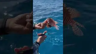 Cutting off invasive lion fish fins off