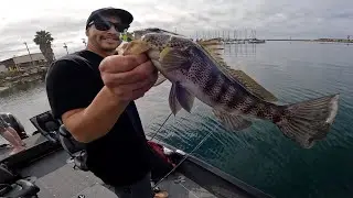 COLD WATER BAY BASS