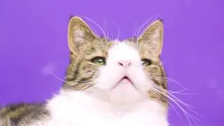 Eksempel p&aring; produktvideo - Monty 4