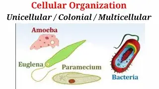 Cellular Organization (Unicellular, Colonial, Multicellular) In Hindi/Urdu.