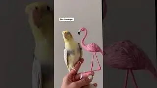 This is real love ❤️ #cockatiel #cockatiels #cockatielsofinstagram #cockatielbird #cockatiellover