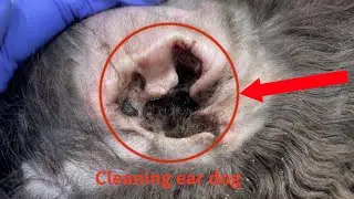 Cleaning ear dog poodle standard very dirty.