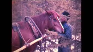 Halkojen haku hevosella | Fetching logs with horse