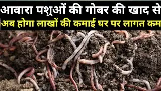 आवारा पशुओं से अब होगा लाखों की कमाई | Lakho income stay animal in village | Most profitable farming
