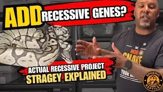 How to Add New Recessive Genes Without Stalling Your Ball Python Project