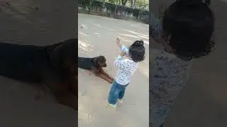 The Ronnie Rott 🐾#dog #pets ##animals #rottweiler #shorts