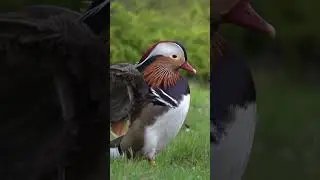 Mandarin duck cleaning its plumage - Mandarinente bei Gefiederpflege - Aix galericulata