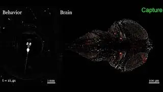 Whole-Brain Imaging Platform for Freely Behaving Zebrafish