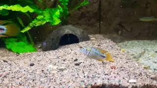 Holmen Zoo: Apistogramma borellii 