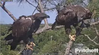 SWFL Eagles ~ E7 and E8 (E8's last day on Cam) ~ 05·06·16