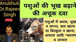Wonder Drugs for indigestion and inappetence in cattle/buffalo