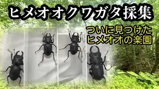 ヒメオオクワガタ採集2025！！【クワガタ採集】