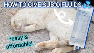 How to give your cat subcutaneous fluids at home (in real time!) 😻💦 CKD | senior cats | raw cat food