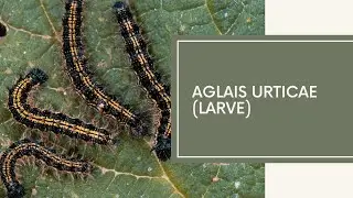 Aglais urticae (larve)