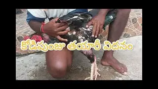 కోడిపుంజు తయారీ విదనం | కల్లి కొట్టడం#pandemkollu #kodipunju tayari#aseel #jathikollu