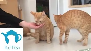 San Francisco's First Cat Cafe: KitTea
