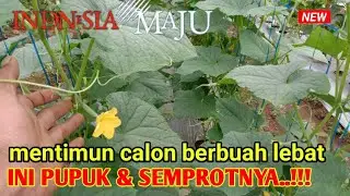 RAHASIA PUPUK DAN SEMPROT MENTIMUN 30HST AGAR BERBUAH LEBAT || peetanian