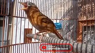 PANCINGAN WAMBI BETINA GACOR