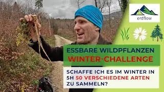 IST ES MÖGLICH IM WINTER 50 ESSBARE WILDPFLANZEN-ARTEN IN 5 STUNDEN ZU SAMMELN?