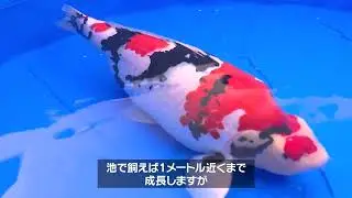 Catch Japan新潟の「泳ぐ宝石」日本語字幕版