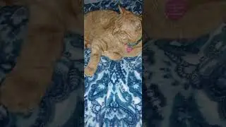 😺❤️#wale #meowcat #kittygirl #lovecats #catcommunity #shortvideos #videoshorts