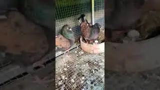 Modena Pigeon Breeding Pair