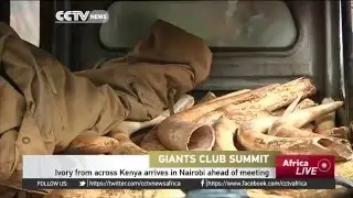 Ivory from across Kenya arrives in Nairobi ahead of the Giant Clubs Summit