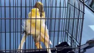 Pair of parisian frill canary