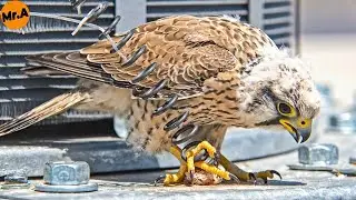 Heartbreaking Rescue of a Young Peregrine Falcon Caught in a Steel Spring Coil | Animal Rescue