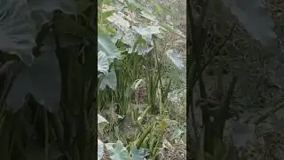 Pet Cat, Pet Dog & Crow, bird, Kolkata India #cat #petcat #pet #petcatvideo #catvideo #crow #dog