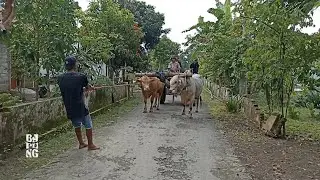 sapi baru langsung di ajari buat pegon || Cikar Jember