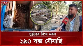 মৌমাছির সাথে এ কেমন বর্বরতা! | Satkhira News | Viral Video | Honey Bee | Somoy TV