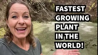 481 - Uncovering the Fastest Growing Plant &ndash; Duckweed at Fern Pond