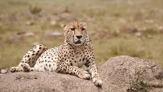 Untamed Wildlife: Real Predator Encounters & Nature Stories