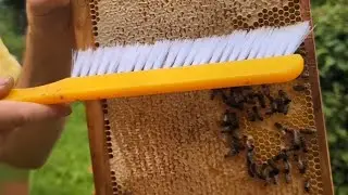 Bienen abfegen von Honigwaben
