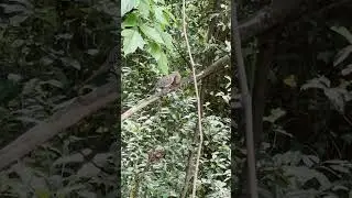 🦅&rdquo;BIRDMANN OF GEORGIA&rdquo;🦅 BACKYARD BIRD SANCTUARY