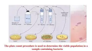 Bacterial Enumeration Techniques Video No  70
