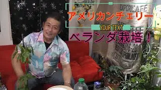 【サクランボの栽培】ベランダでアメリカンチェリーを栽培してみよう！