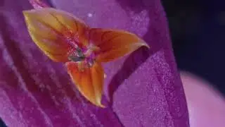 Lepanthes pollination by hand - Growing orchids from seed Part 1A -  January 4, 2025