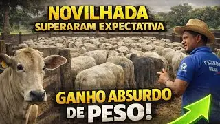“O GADO ENGORDOU MUITO MAIS DO QUE O ESPERADO! PESAGEM IMPRESSIONANTE”