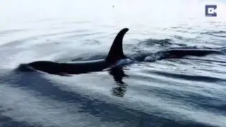 Orcas Massage Themselves On Beach