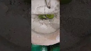 Effortless Way to Grow Multiple Aloe Vera Plants #shorts #aloevera #growtips #gardening